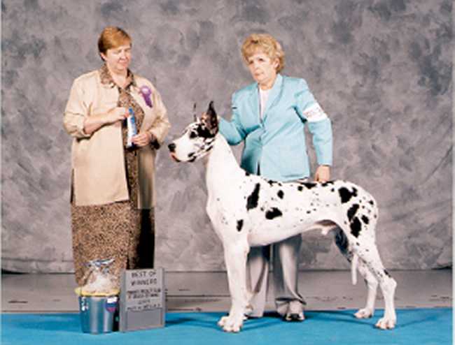 Wildwynn's to the Nines | Great Dane 