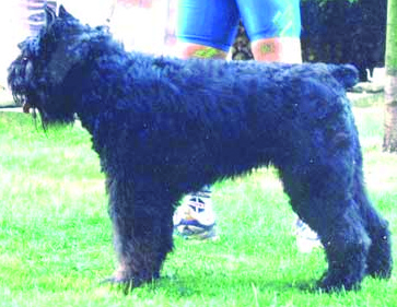 Quartz de la Thudinie | Bouvier des Flandres 