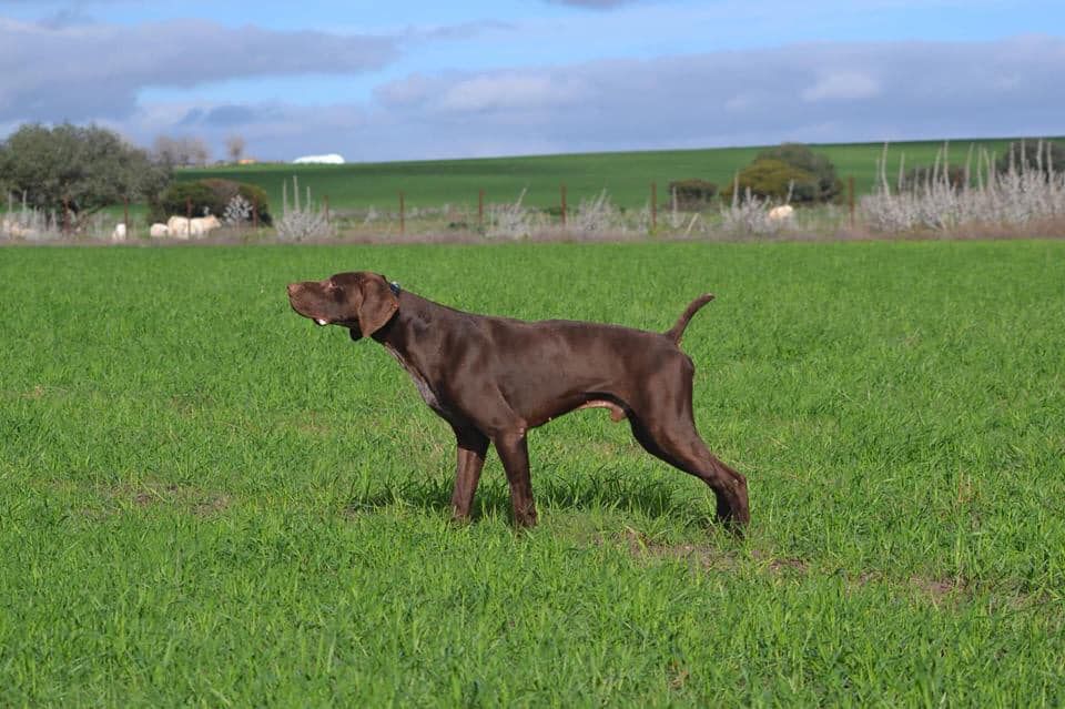 Star Del Traki | German Shorthaired Pointer 