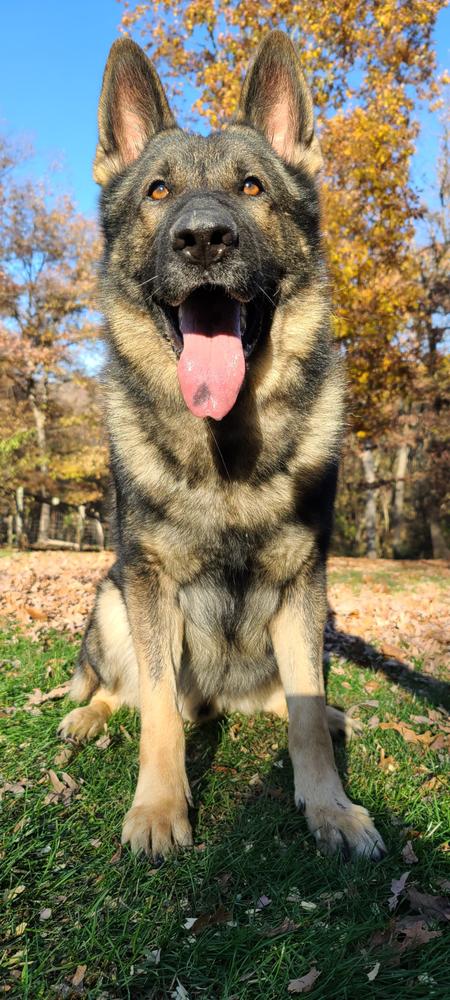Wax Tri Duby | German Shepherd Dog 