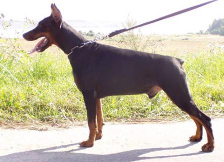 Modus Ost Volny Veter | Black Doberman Pinscher