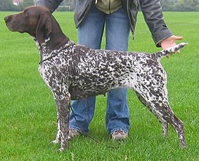 Charlott ii vom hege-Haus | German Shorthaired Pointer 