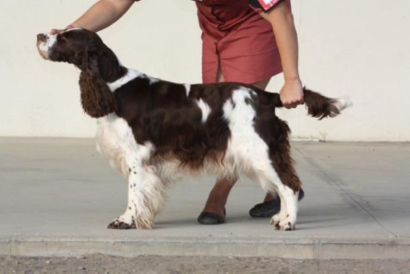 Beautelle Mistic Star | English Springer Spaniel 