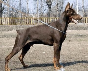 Naorson v. Brandenburg | Brown Doberman Pinscher