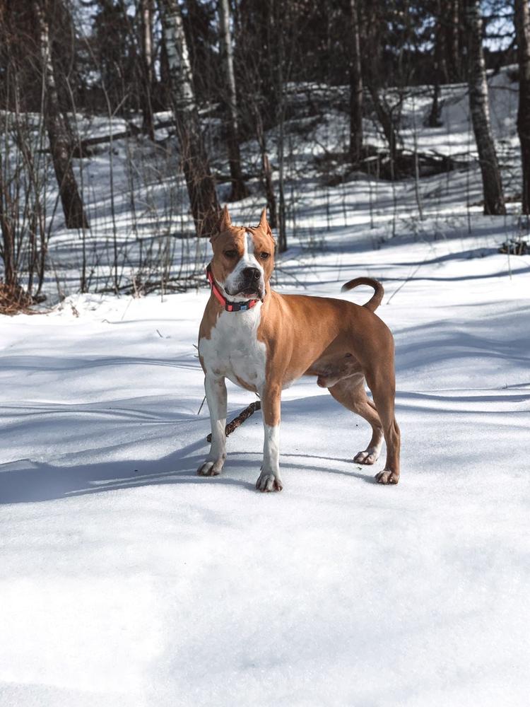 Russkie Vikingi Valguard | American Staffordshire Terrier 