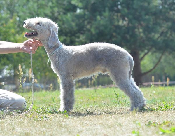 Genrih Valua Terra Latgale | Bedlington Terrier 