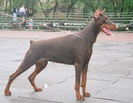 Ak-Yar Tarantella | Brown Doberman Pinscher