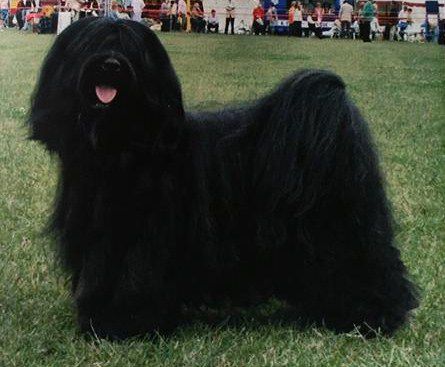 ALILAH EBONY KASHI | Tibetan Terrier 