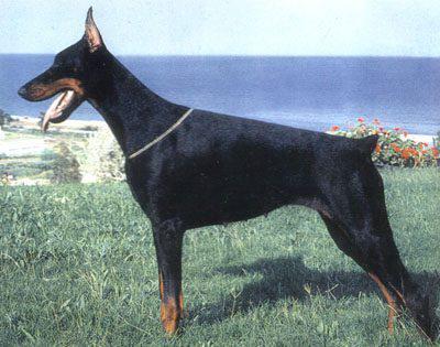 Dali Dorena del Citone | Black Doberman Pinscher