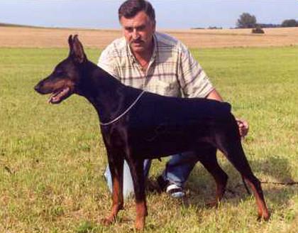 Fulviafury del Citone | Black Doberman Pinscher