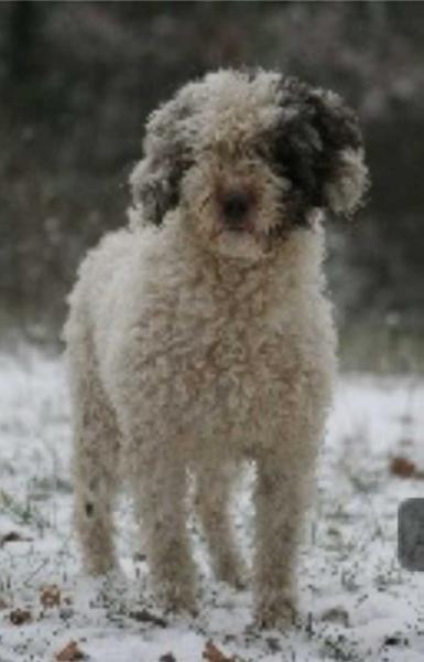 Eowyn' | Spanish Water Dog 