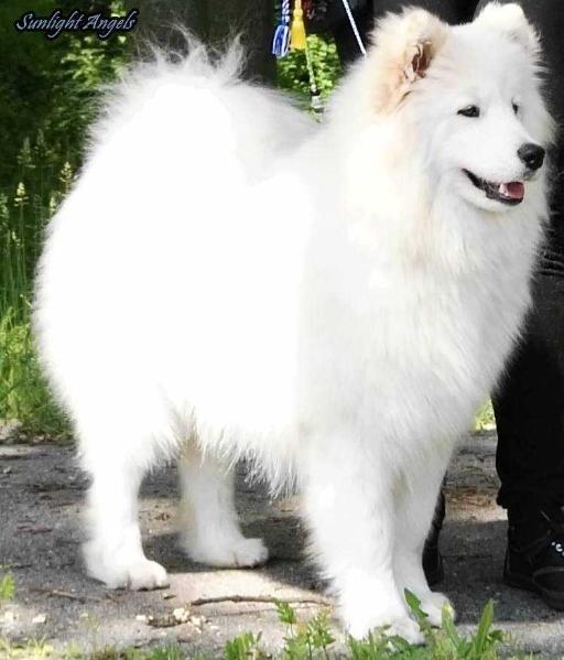 CRISTAL SWEETY Of Sunlight Angels | Samoyed 