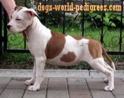 Rara avis s almaznogo ostrova | American Staffordshire Terrier 