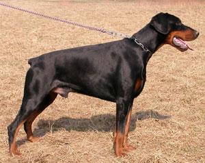 Merlin v. Nassau-Oranien | Black Doberman Pinscher