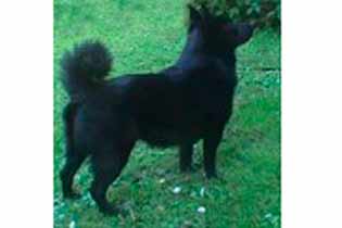 Magisters Joy | Schipperke 