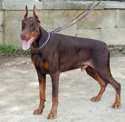 Kevinking del Citone | Brown Doberman Pinscher