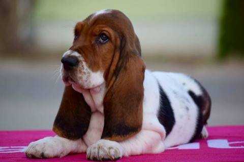 Forever Long Ears Quck Mind | Basset Hound 