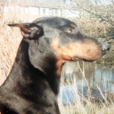 Bobo v. Moorburg | Black Doberman Pinscher