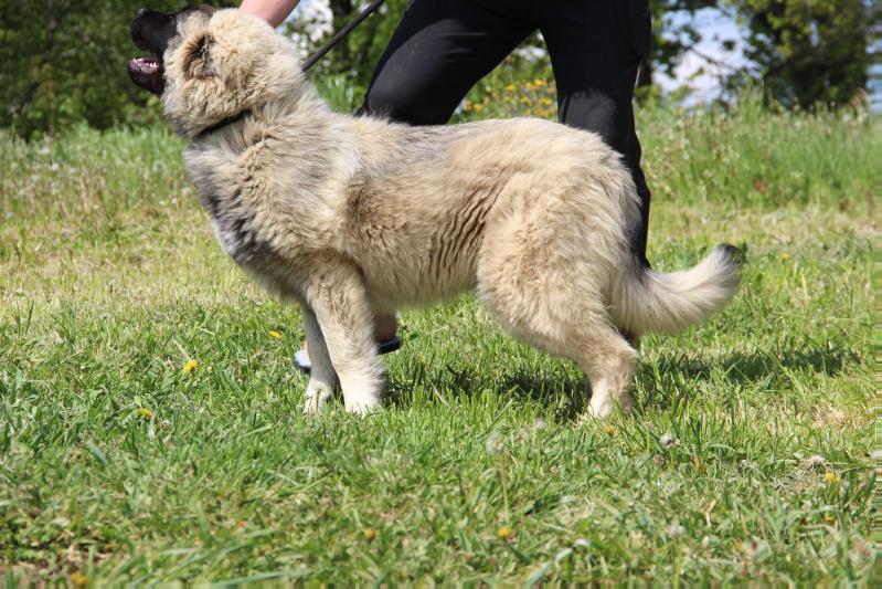 OKTÁVA MOUNT CHÁN | Caucasian Mountain Dog 