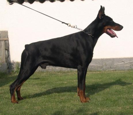 New Nedo del Citone | Black Doberman Pinscher