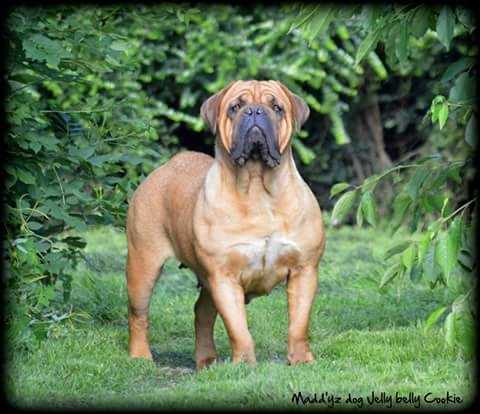 MADD'YZ DOG JELLY BELLY COOKIE | Dogue de Bordeaux 