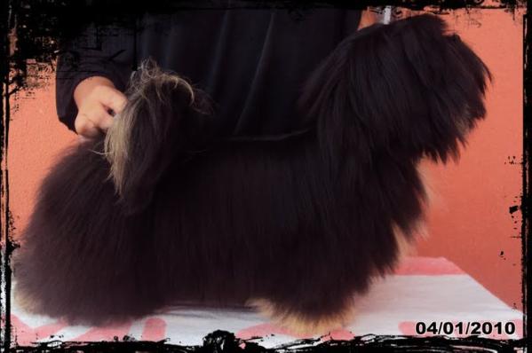 Bonny of Small King | Lhasa Apso 