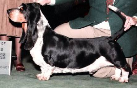 Brasstax Robin of Locksley | Basset Hound 