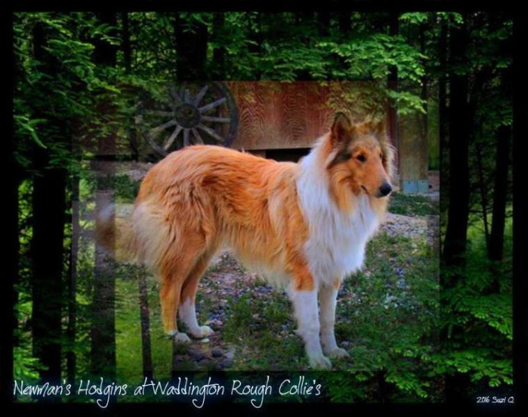 Newman's Hodgins | Rough Collie 