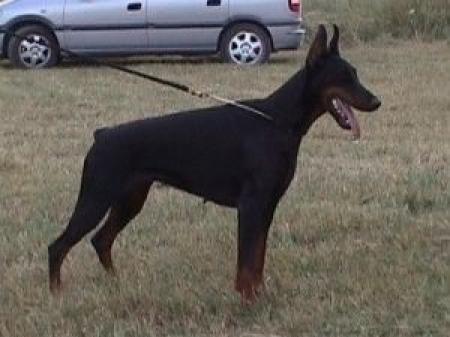 Niciandor del Citone | Black Doberman Pinscher