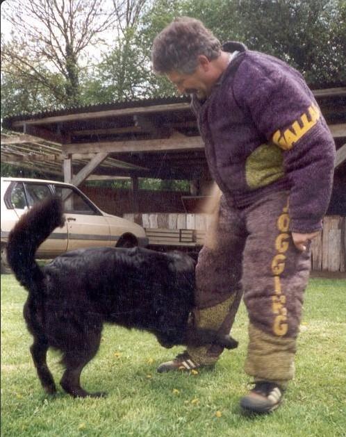 Gipsie du Champ Boulet | Belgian Groenendael 