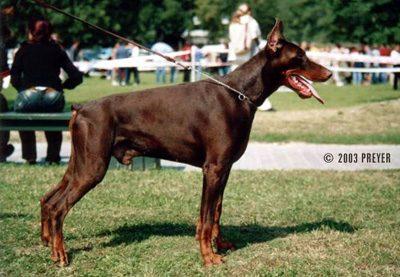 Oberdanolsen del Citone | Brown Doberman Pinscher