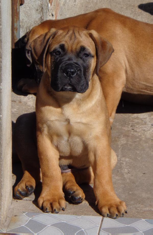 BULLSQUARE AC/DC | Bullmastiff 