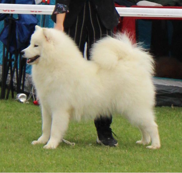 DAPHNA FROM THE JAZZ BAND | Samoyed 