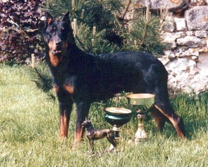 Gershwin de la Cite des Grands Feux | Beauceron 