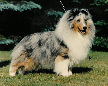 Dundee Hullston Jambalaya | Shetland Sheepdog 