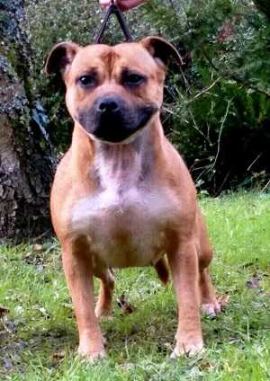 Stormfire Suspect Model D.Of B. | Staffordshire Bull Terrier 