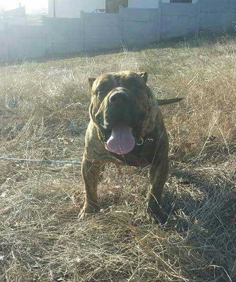 Duniland turbo power Igor | Perro de Presa Canario 