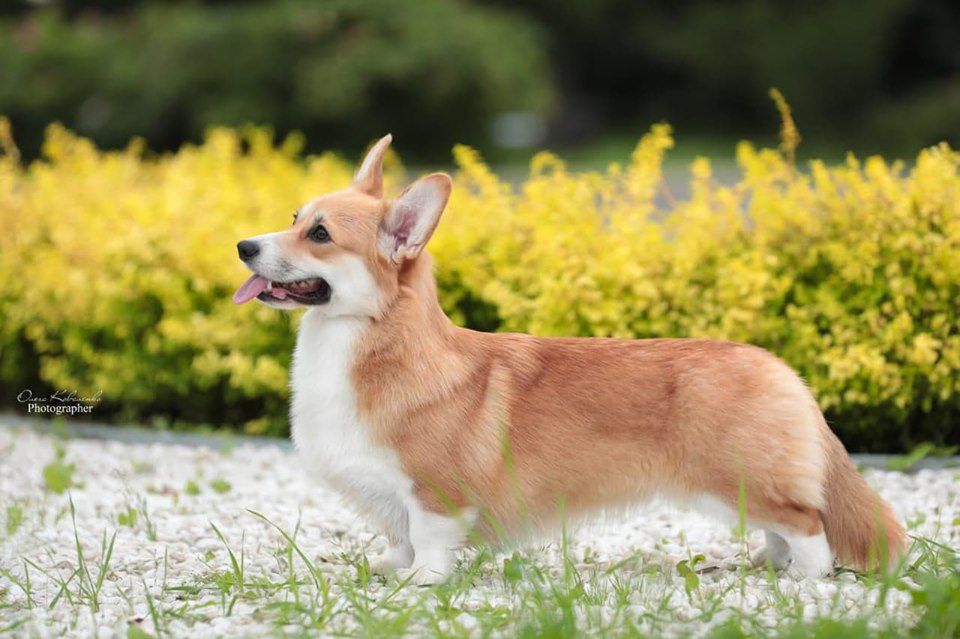 Ermyn Precious Pearl | Pembroke Welsh Corgi 