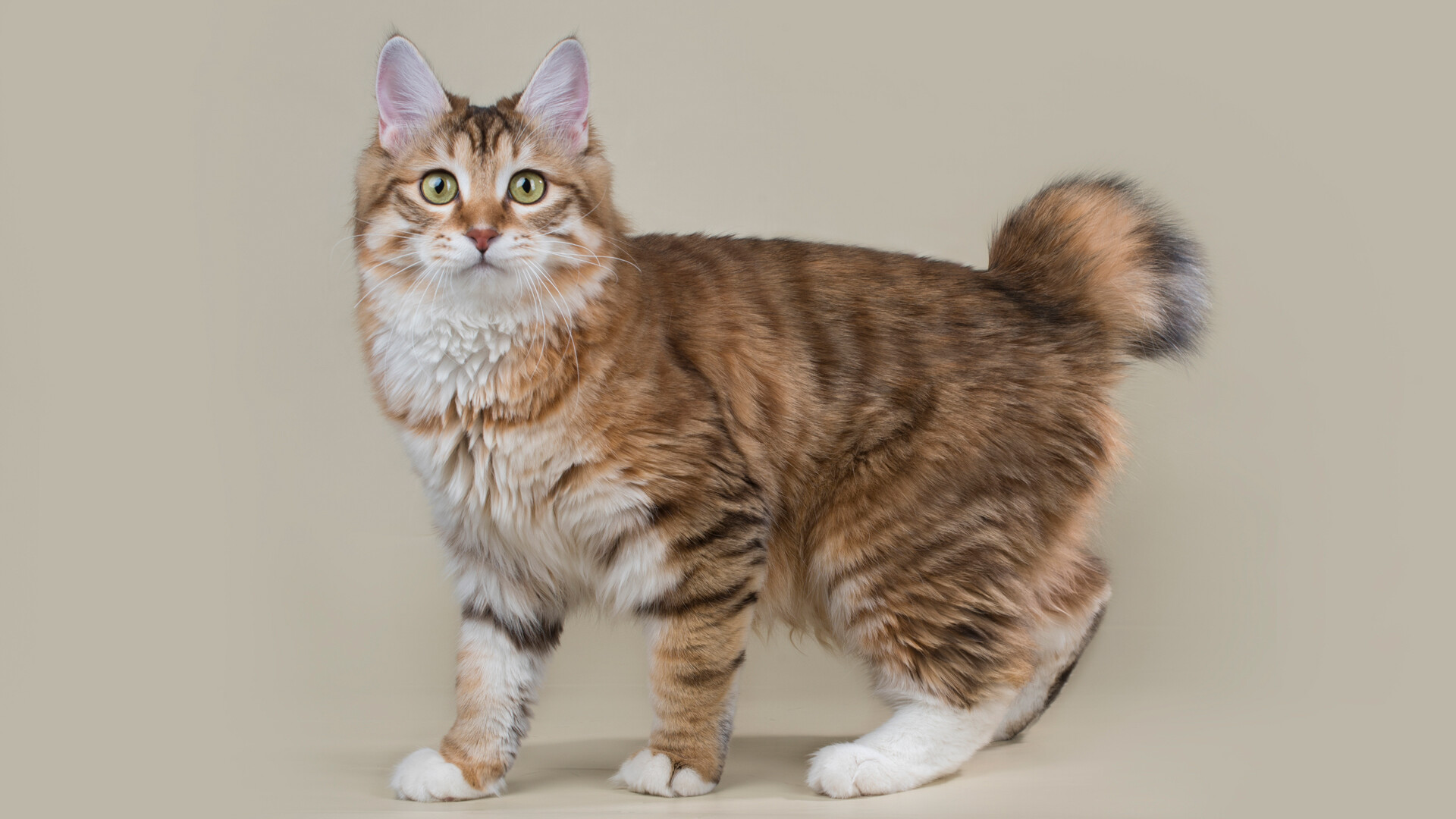 Korean Bobtail