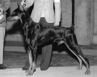 Marienburg's Maltese Falcon | Black Doberman Pinscher