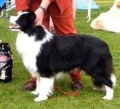 Kerrybrent Man On A Mission | Border Collie 