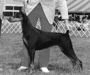 Zeitlin's Pandette v. Kerri | Brown Doberman Pinscher