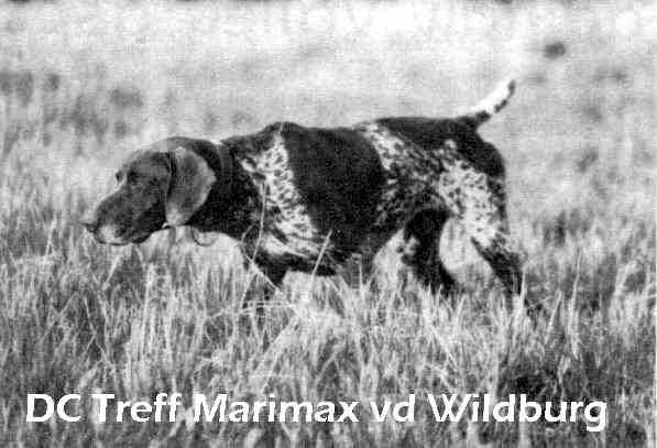 TREFF MARIMAX V WILDBURG | German Shorthaired Pointer 