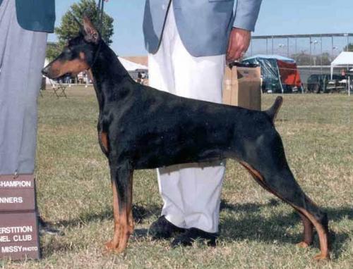 Marienburg's Peg of my Heart | Black Doberman Pinscher