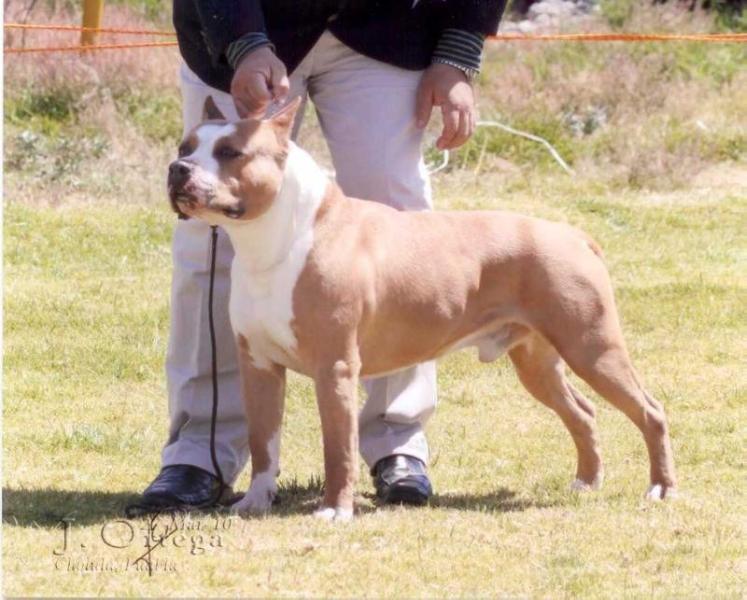 Orion (Alvarez) | American Staffordshire Terrier 