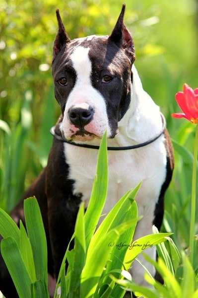 Asti Dog House Cheyz Djevel | American Staffordshire Terrier 