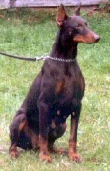 Odett v.d. Schwellenburg | Brown Doberman Pinscher