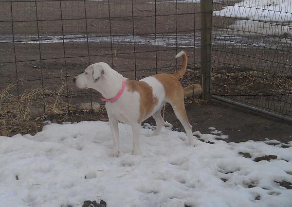 Wavin K's Helen | Catahoula Leopard Dog 