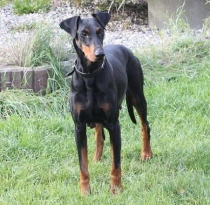 Maggie v.d. Krillenburg | Black Doberman Pinscher