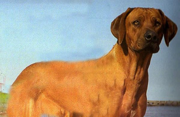 Cartouche Kondwani N´Kosi | Rhodesian Ridgeback 